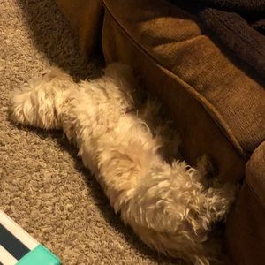 Meet your Posher, George